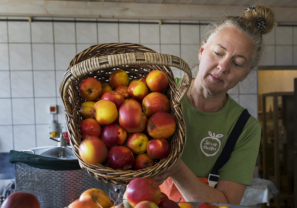 Äpplen i korg hos Järvsö Musteri